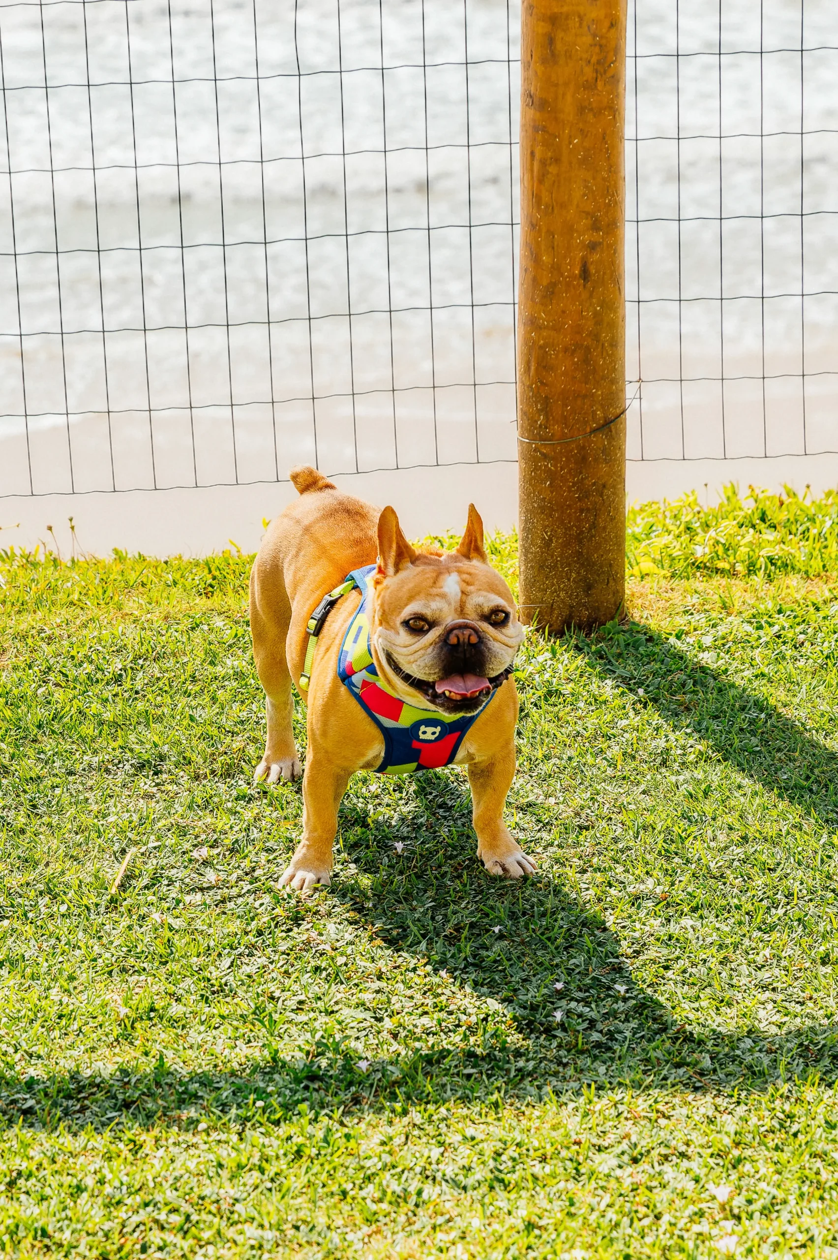 Imagens petfriendly