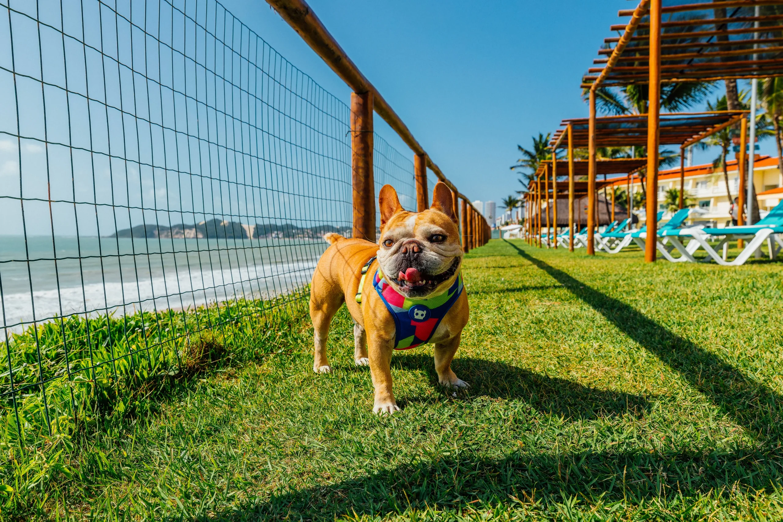 Imagens petfriendly